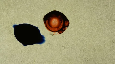 Red and blue ink drops in a liquid solution white background  Stock Footage 124288242