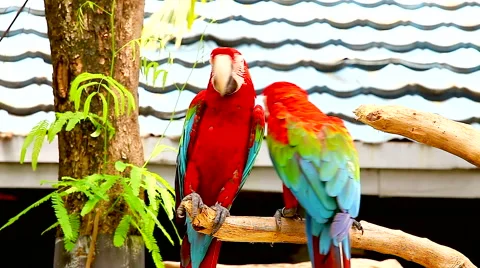 The red-and-blue Macaw (Ara ararauna) Stock Footage 49043949