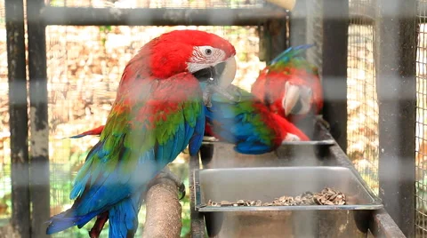 Red and Blue Macaw Birds In Cage Stock Footage 48845823