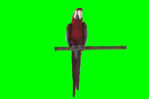 Red and blue macaw Stock Footage 18686194