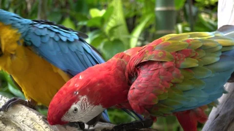 Red and blue macaws sitting in the tree branch in Ubud. Stock Footage 104402585