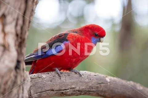 Red and Blue Parakeet Stock Photos