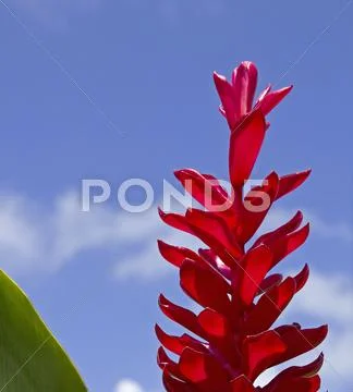 Red and blue Stock Photos