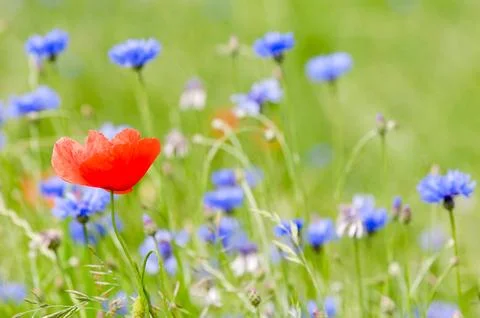 Red and blue Foto stock