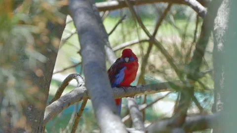 Red and blue rosella bird sitting in a tree Stock Footage 337876110