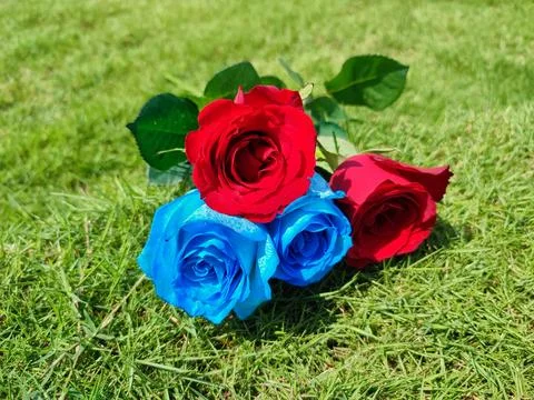 Red and Blue Roses Stock Photos