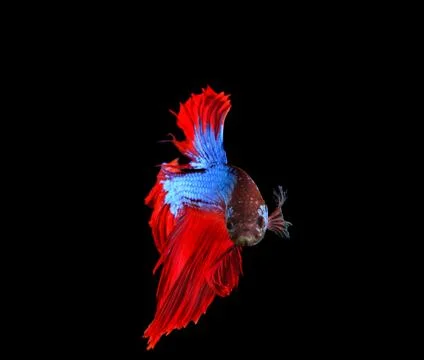 Red and blue siamese betta fighting fish full tail and fin isolated black bac Stock-Fotos