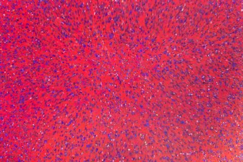 Red and Blue Texture Stock Photos