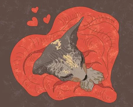 Red And Brown Cozy Sleeping Sphynx Cat Wrapped In Blanket With Hearts Stock Illustration