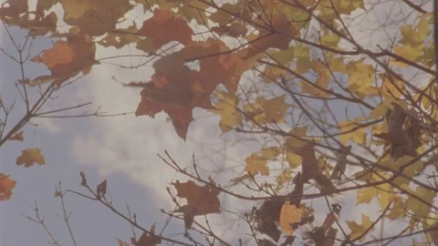 Red and Brown Maple Leaves Stock Footage 71281991