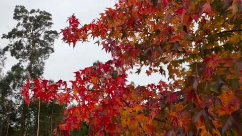 Red and brown maple leaves on tree in autumn, blowing in the wind Stock Footage 119549819