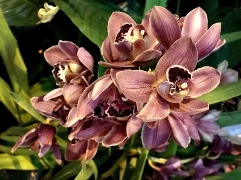 Red and brown orchids, side view Stock Photos