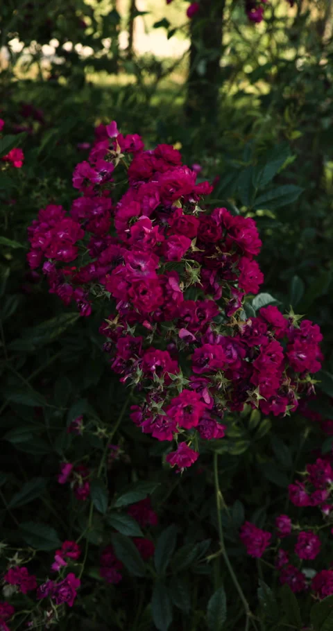 Red and deep pink roses on light wind with sunshine spots on flowers Stock Footage 252641452
