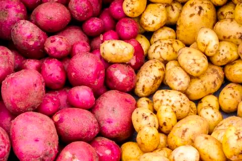 Red and gold potatoes at a farmer's market Stock Photos