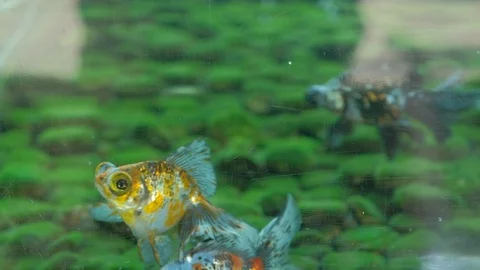 Red and goldfish Stock Footage 113830401