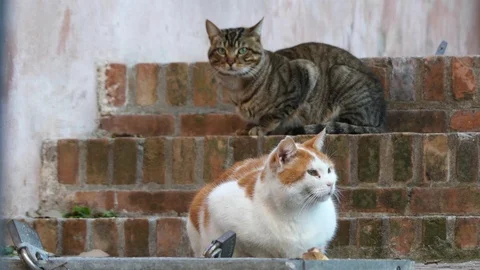 Red and gray cats Stock Footage 75760990