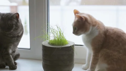 Red and gray cats sit on the window and eat grass grown in a flowerpot Stock Footage 240084675