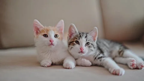Red and gray kitten sleeping on the sofa Stock Footage 245933474