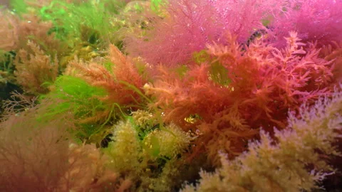 Red and green algae grow on rocks at the bottom in the Black Sea Stock Footage 205326650