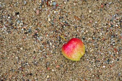 Red and green apple on tiny pebbles after light rain Foto stock