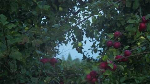 Red and green apples Stock Footage 160342995