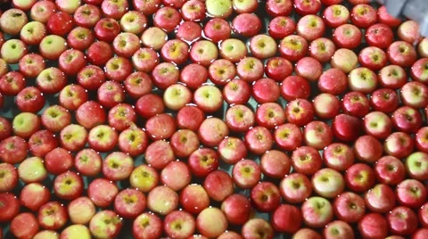 Red and green apples sorting, packing and transporting factory Vidéo 42048407