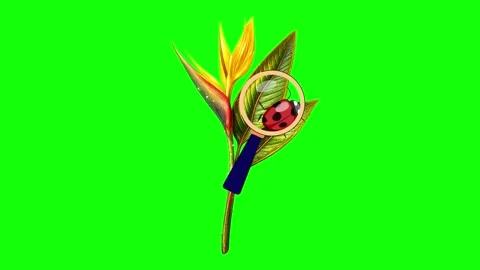 Red and Green Bird and Flower and Screen Green Screen Vídeo Stock 339348580