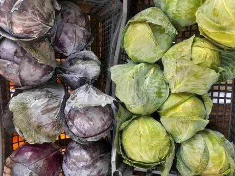 Red and green cabbage raw vegetable food photography Stock Photos