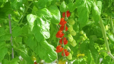 Red and Green Cherry Tomatoes Ripening on Plant Stock-Footage 346171470
