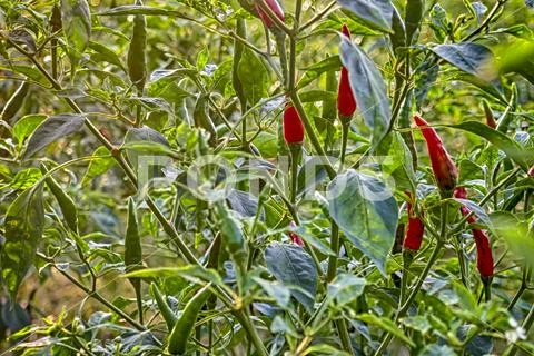 Red and green chili peppers Stock Photos