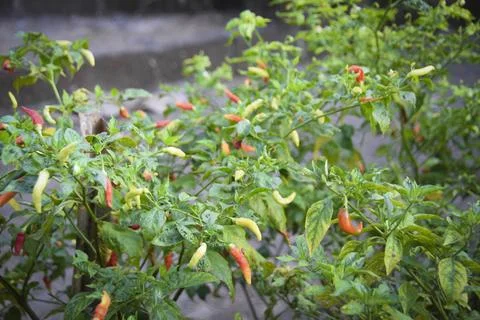 Red and green chilli on a tree, grows in the garden Foto stock