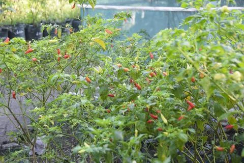 Red and green chilli on a tree, grows in the garden Stock Photos