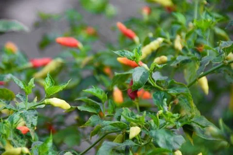 Red and green chilli on a tree, grows in the garden Stock Photos