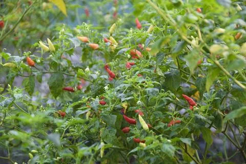 Red and green chilli on a tree, grows in the garden Foto stock