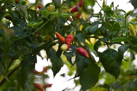 Red and green chilli on a tree, green chilis grows in the garden 写真素材