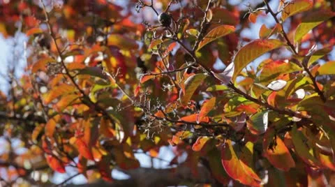 Red and Green Fall Leaves on Tree Stock Footage 8957853