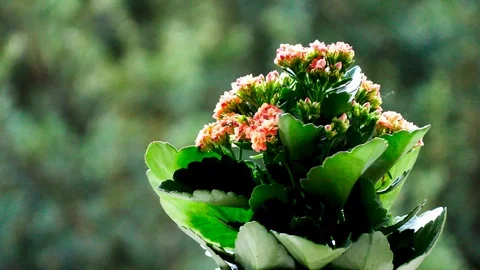 Red And Green Flower Video stock 88675465