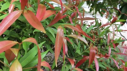 Red and green flowers Stock Footage 294269562