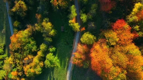 Red and green Video stock 245832281