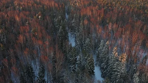 Red and green forest in winter. Aerial view. The sun shines on the trees. Spruce Stock Footage 153291939