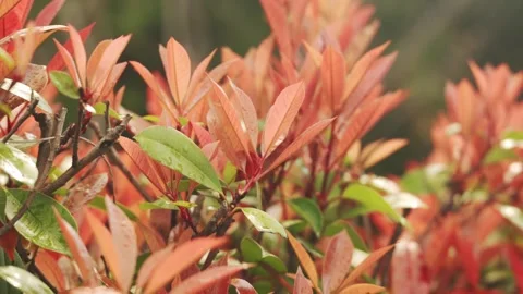 Red and green leaf colors of bushes (Handheld) Vidéo 333416855