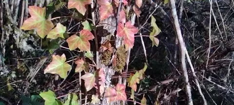 Red and green leaf ivy growing up tree in the woods Stock Footage 171306149