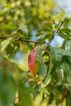 Red and green leaf of a peach tree on a bright sunny day Stock Photos