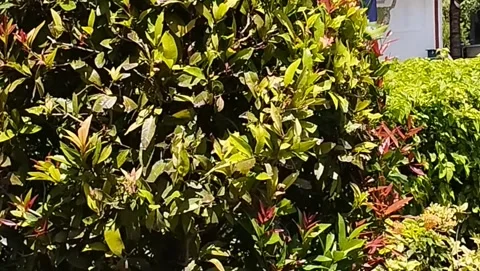 The red and green leaf plants are very beautiful Stock Footage 223848406