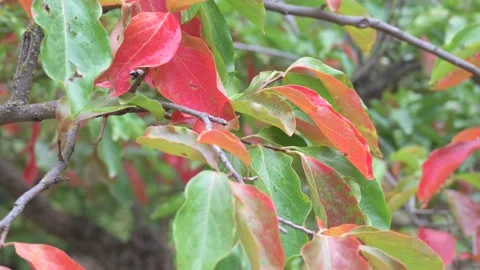 Red and green leaves of a persimmon tree in autumn Stock Footage 324499100