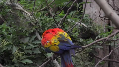 The red-and-green macaw. Ara chloropterus known as the green-winged macaw. Stock Footage 274833115