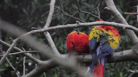 The red-and-green macaw. Ara chloropterus known as the green-winged macaw. Stock Footage 274833129