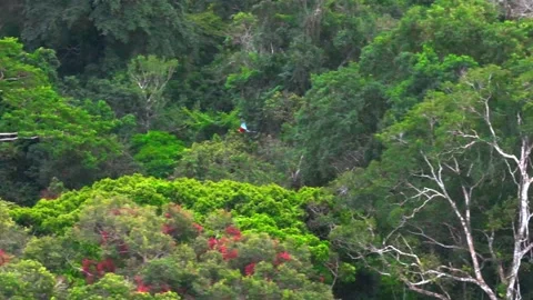 Red-and-Green Macaw Flying Above Rainforest Canopy in Tambopata, Peru, Aerial Stock Footage 314331107