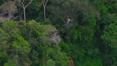 Red-and-Green Macaw Flying Above Dense Rainforest in Tambopata, Peru, Aerial Stock Footage 314331255