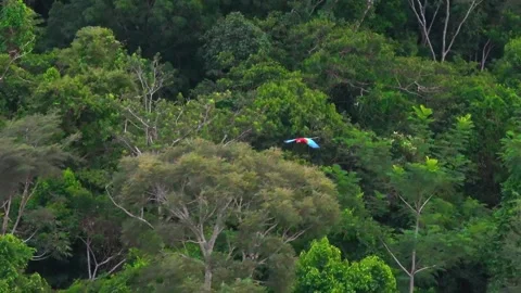 Red-and-Green Macaw Flying Over Amazon Rainforest Canopy in Tambopata, Peru, Stock Footage 314331362